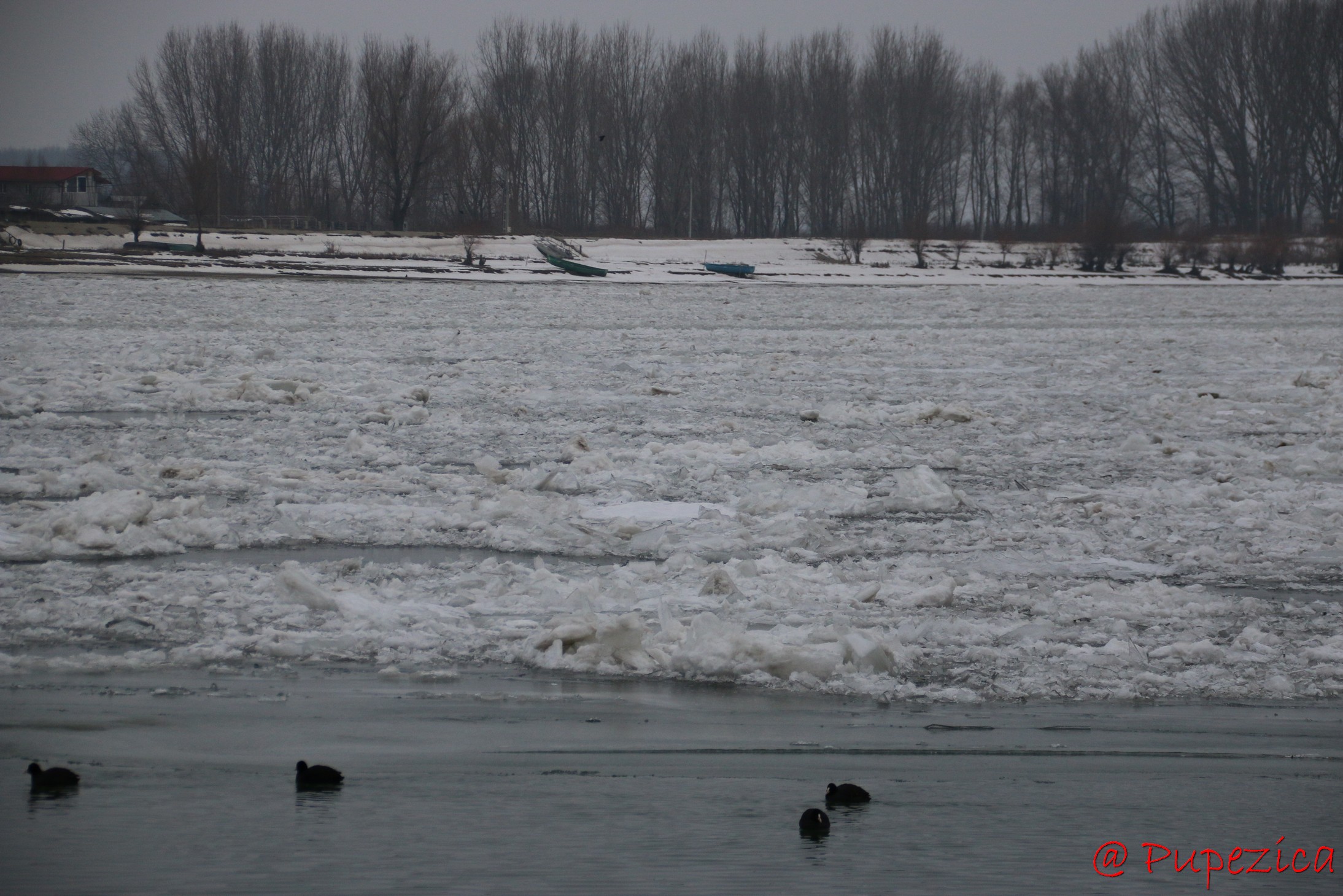 Dunarea inghetata la Port Aval - Tulcea. Ianuarie 2017. Lisite pe Dunarea inghetata