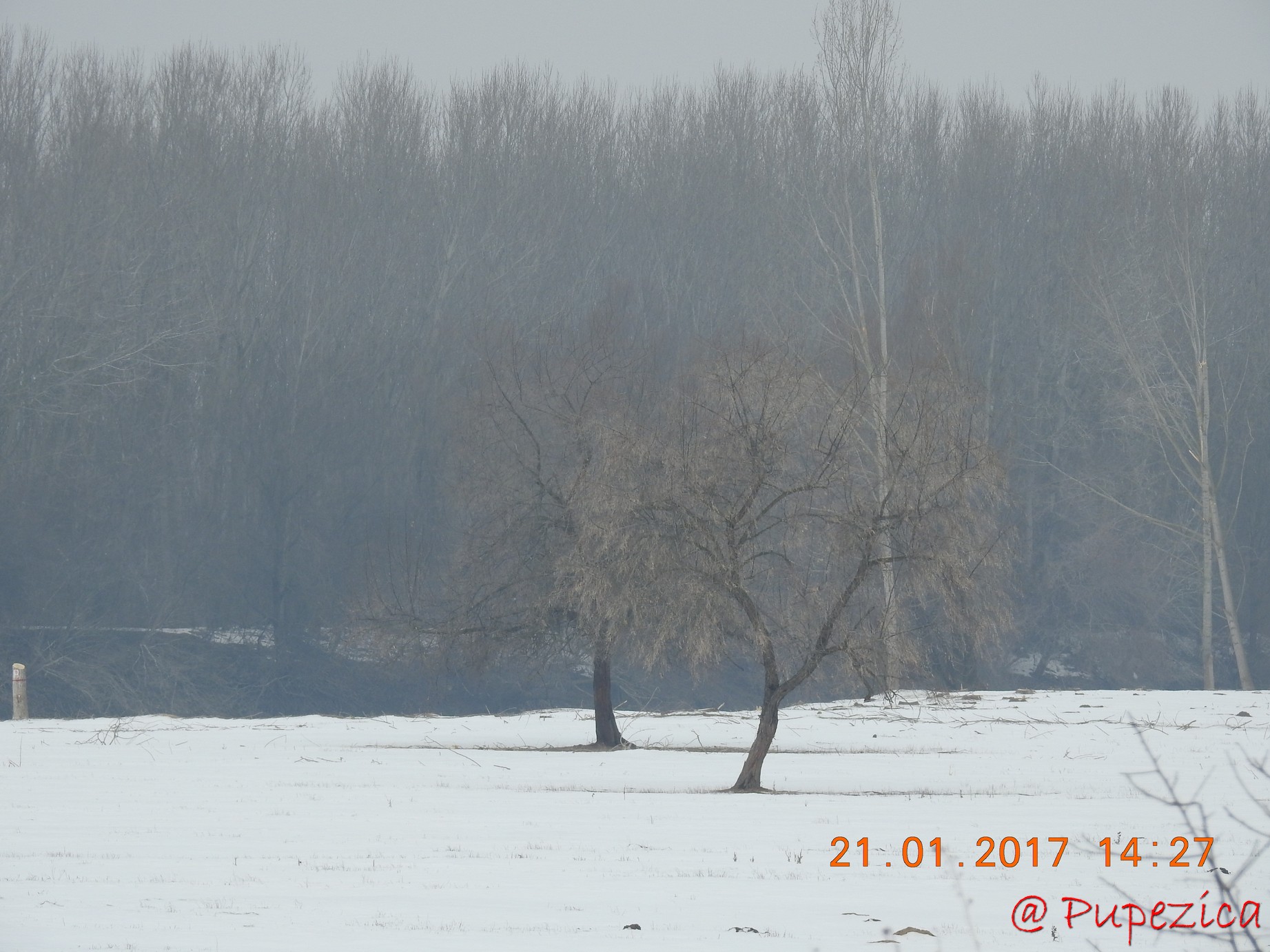 DJ223 - Drumul Frumos catre Delta Dunarii, iarna. Ianuarie 2017. Doi indragostiti