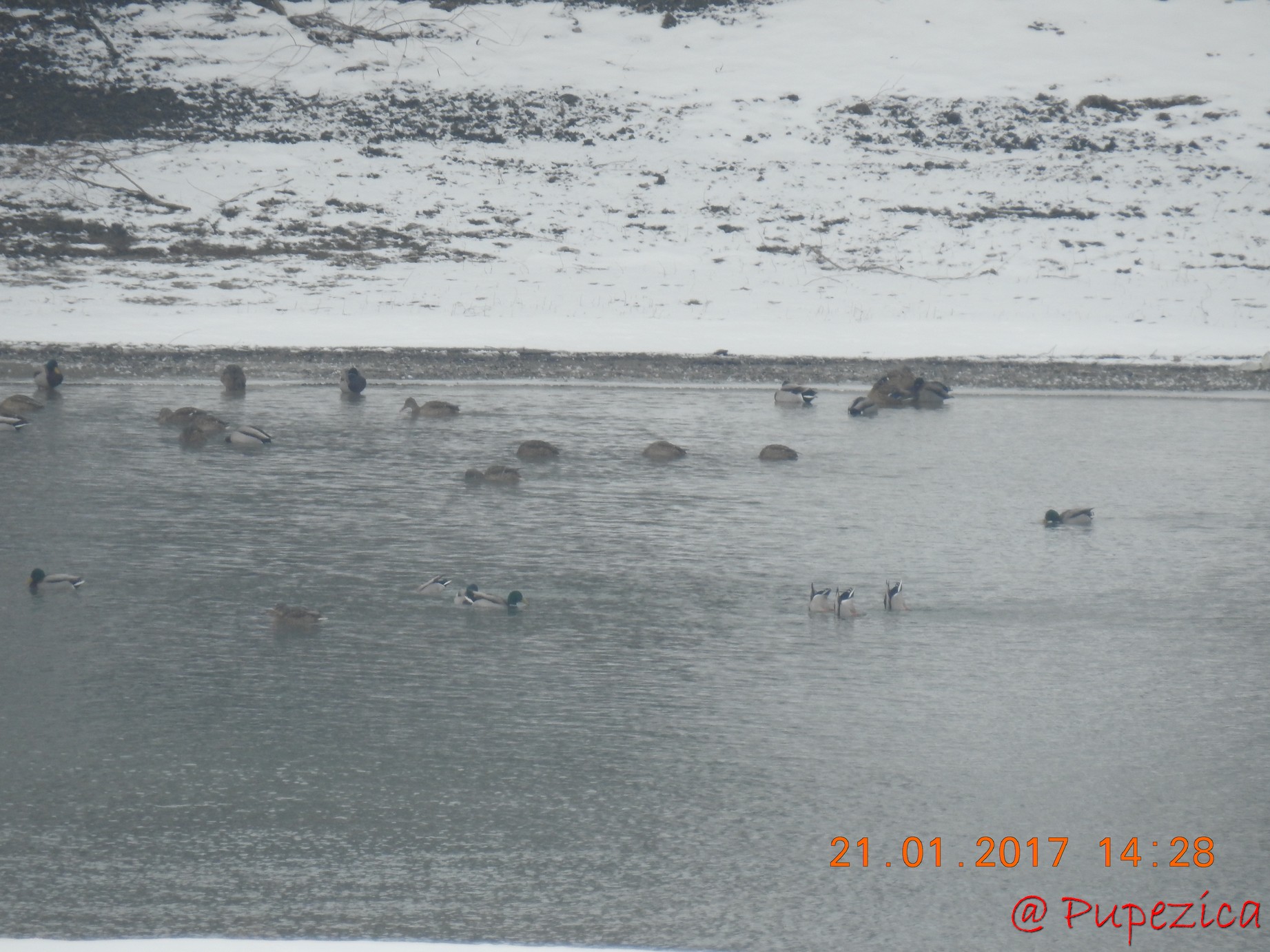 DJ223 - Drumul Frumos catre Delta Dunarii, iarna. Ianuarie 2017. Colonie de Rate Mari