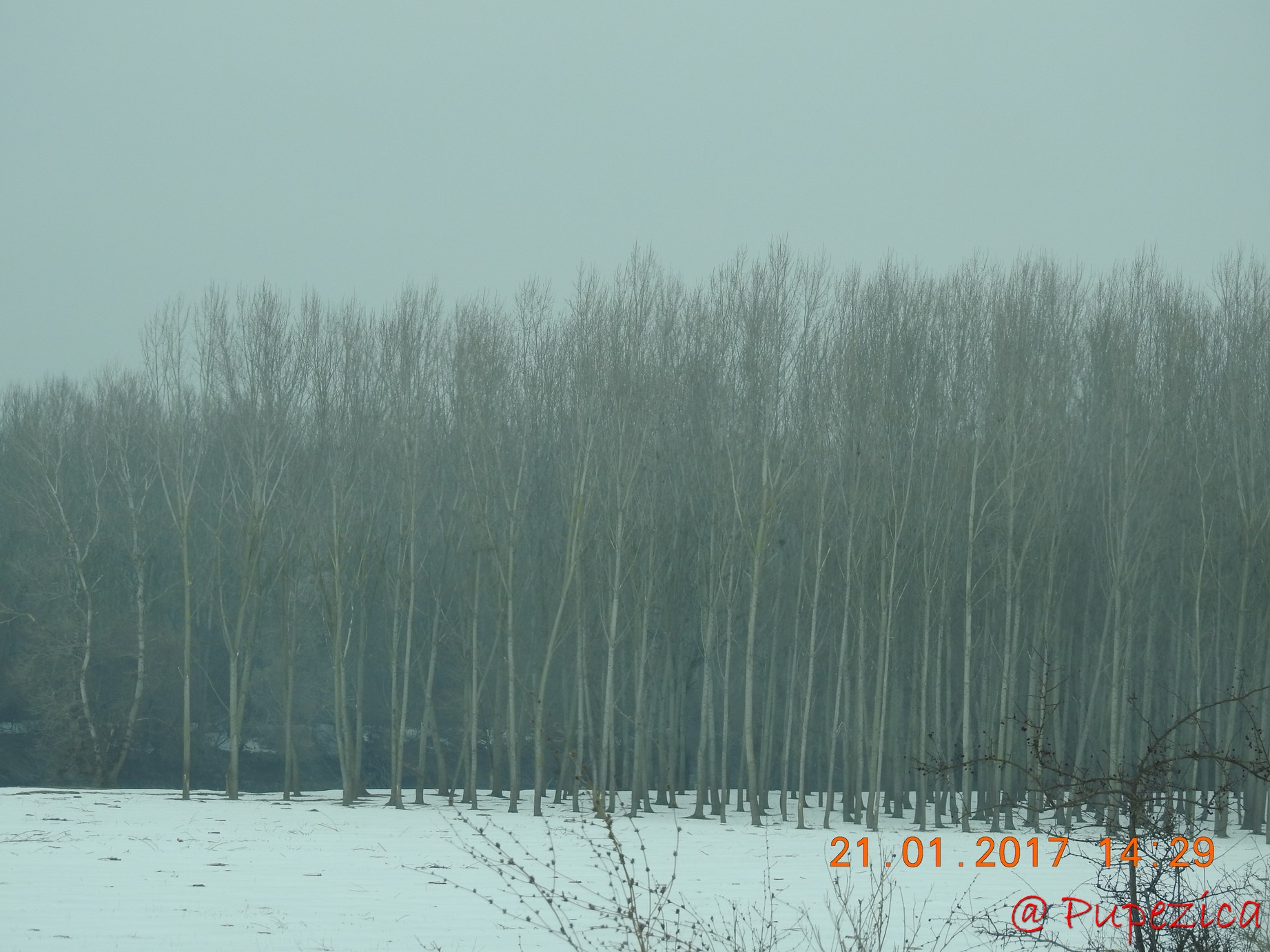 DJ223 - Drumul Frumos catre Delta Dunarii, iarna. Ianuarie 2017. Padure superba ce urmeaza a fi taiata