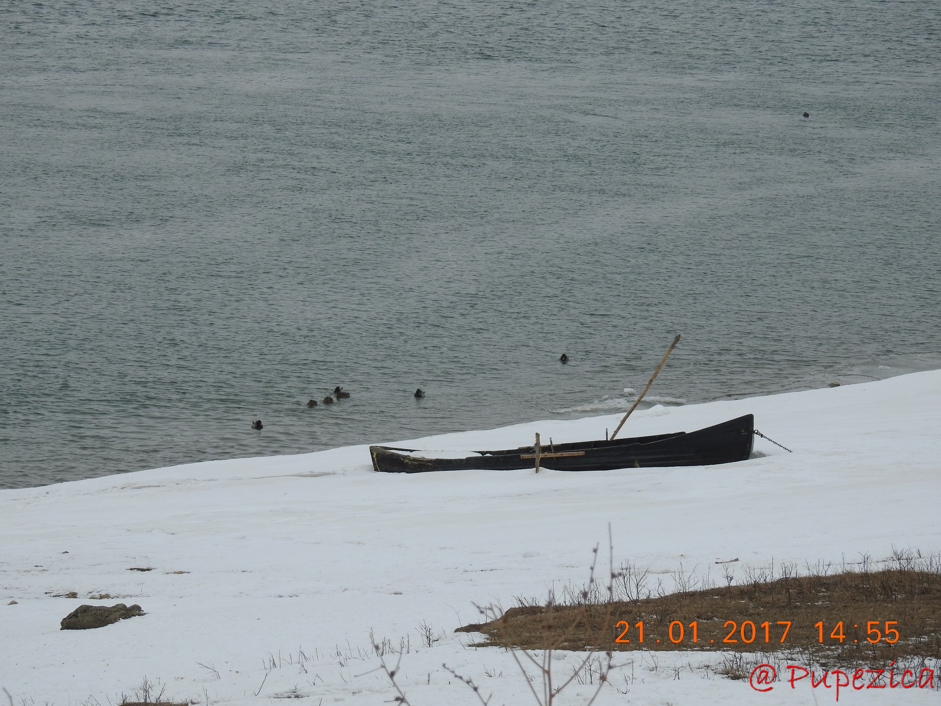 DJ223 - Drumul Frumos catre Delta Dunarii, iarna. Ianuarie 2017. Rate Salbatice Mari pe Dunare la Capidava