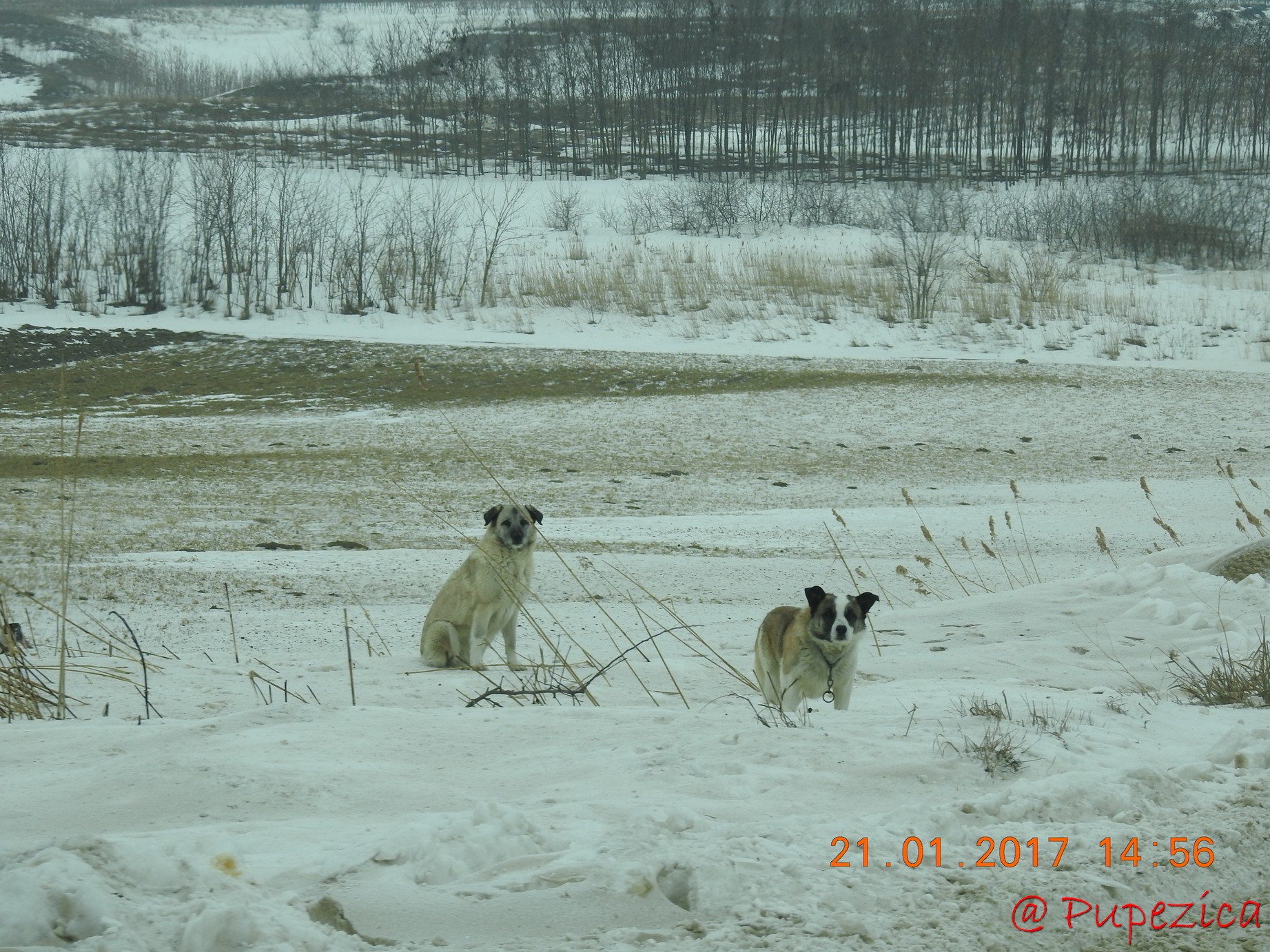 DJ223 - Drumul Frumos catre Delta Dunarii, iarna. Ianuarie 2017 