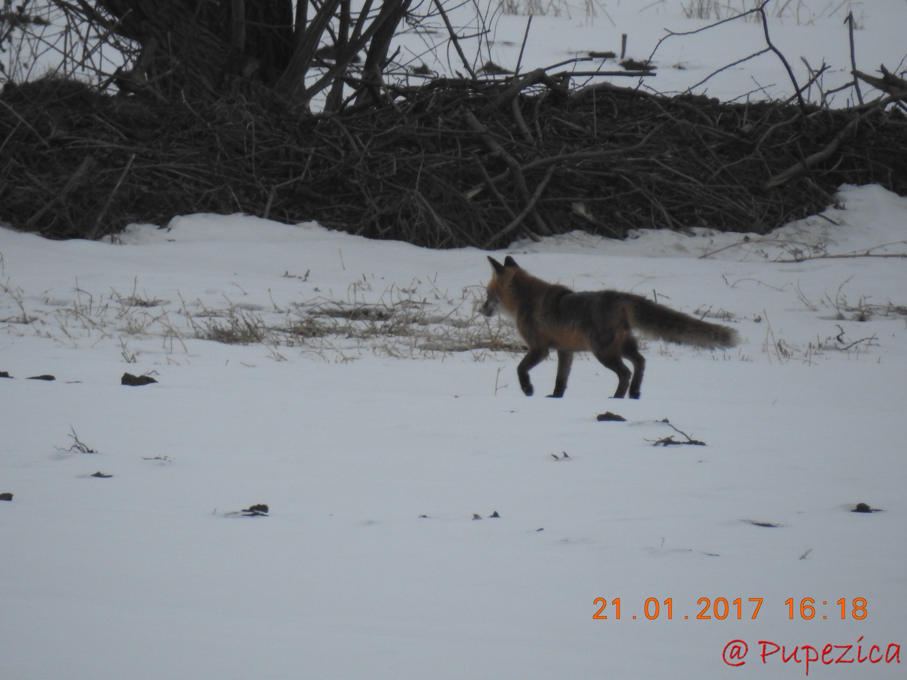 DJ223 - Drumul Frumos catre Delta Dunarii, iarna. Ianuarie 2017. Vulpea