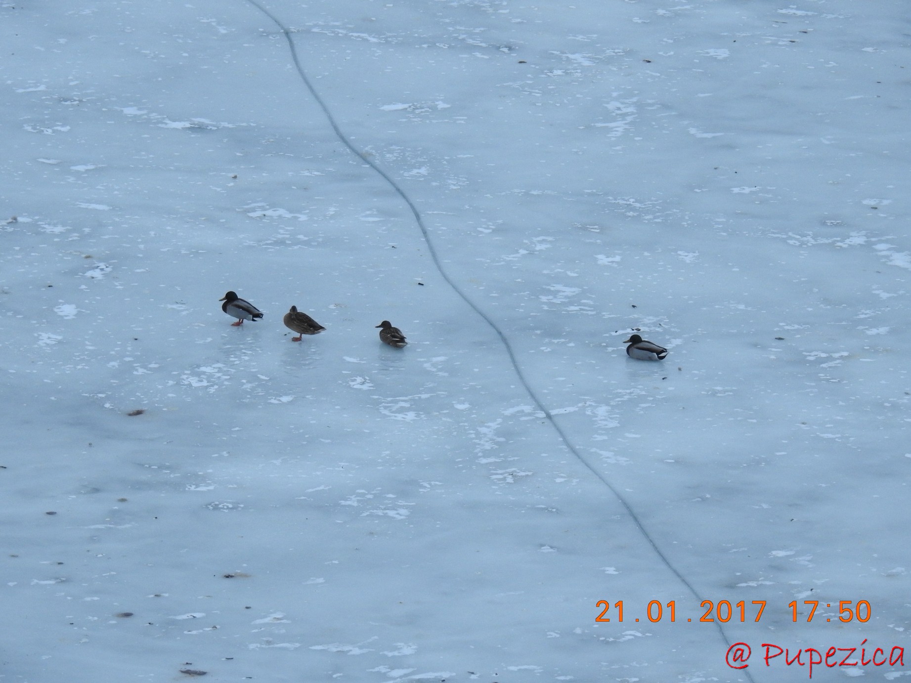 Dunarea prinsa in gheata la Tulcea. Ianuarie 2017. Carduri de rate salbatice mari