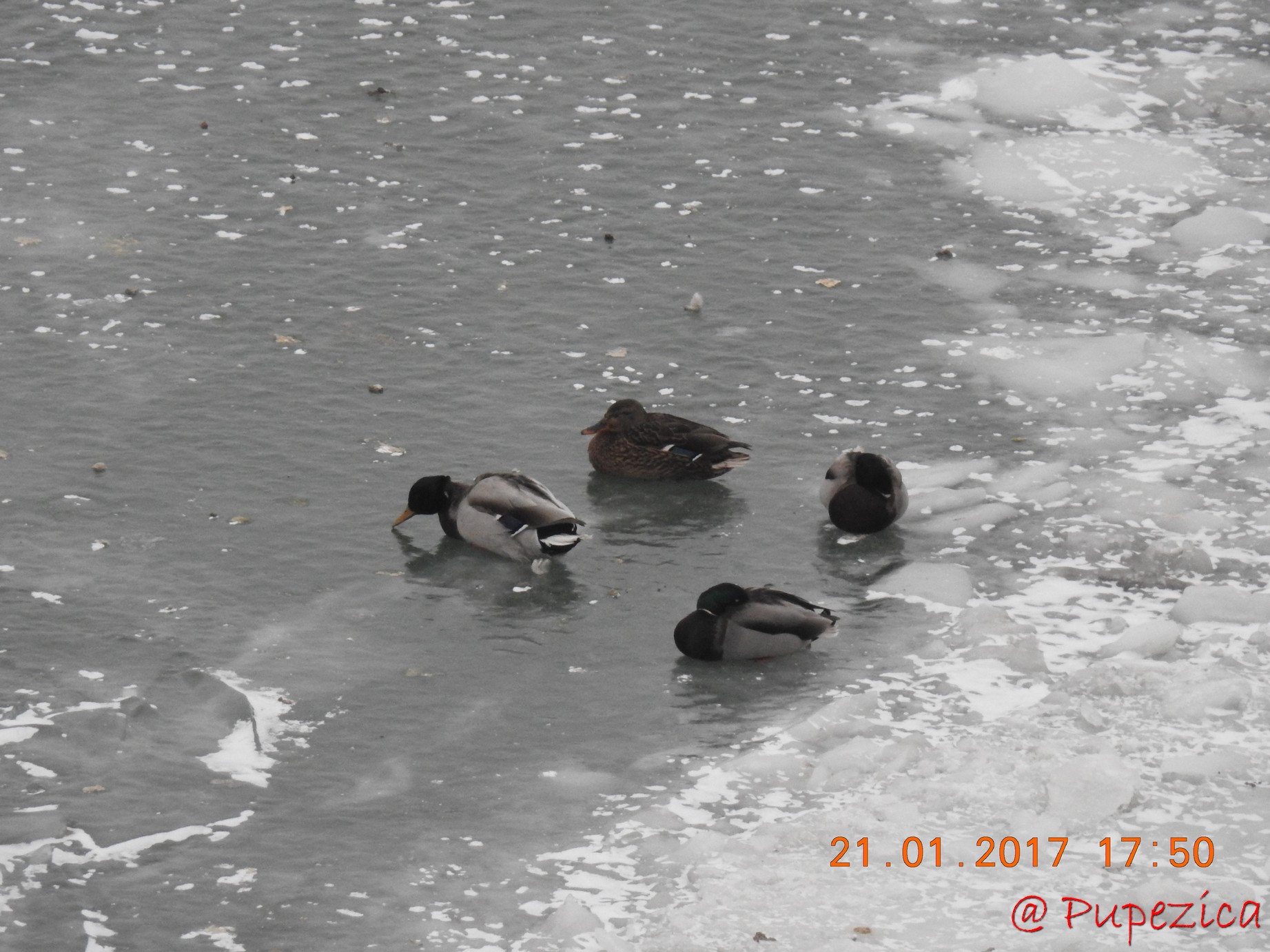 Dunarea prinsa in gheata la Tulcea. Ianuarie 2017. Carduri de rate salbatice mari