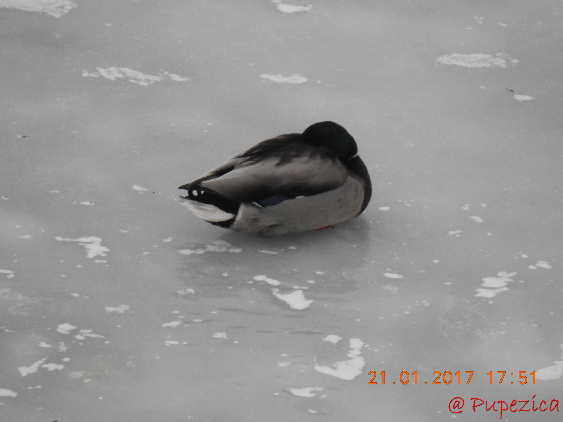 Dunarea prinsa in gheata la Tulcea. Ianuarie 2017. Rata Mare mascul