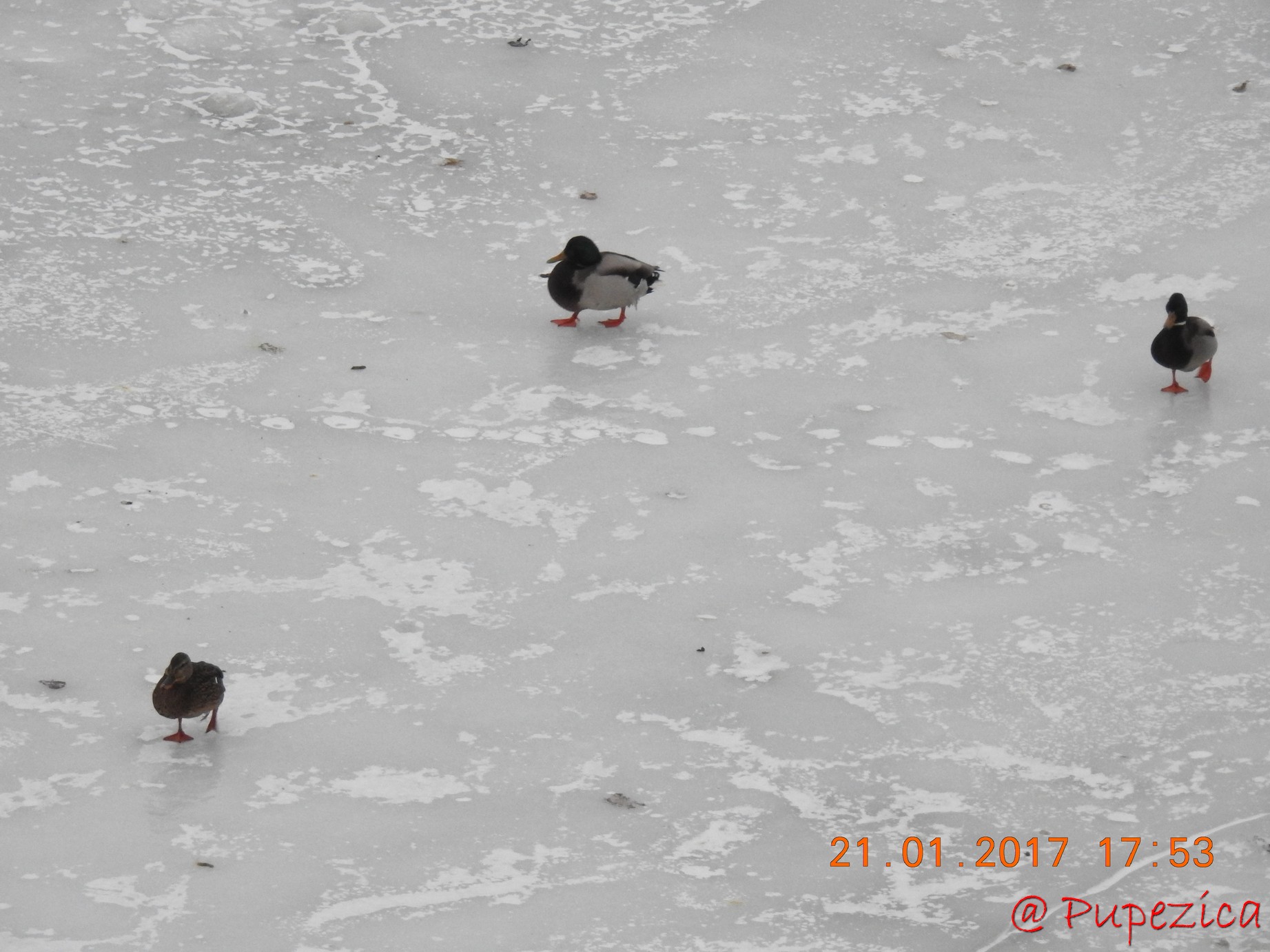 Dunarea prinsa in gheata la Tulcea. Ianuarie 2017. Card de Rate Mari