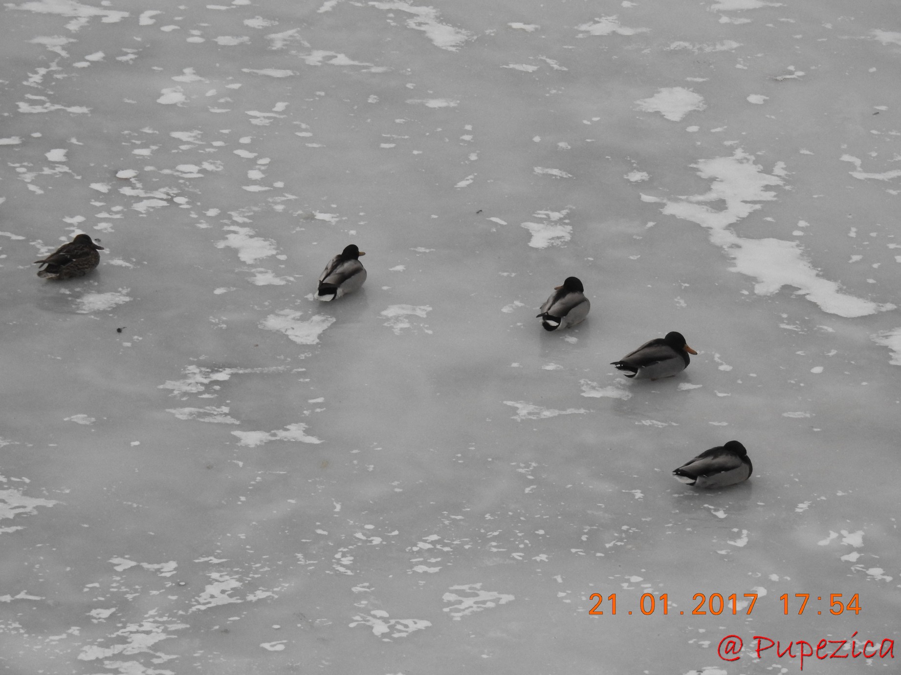 Dunarea prinsa in gheata la Tulcea. Ianuarie 2017. Card de Rate Mari