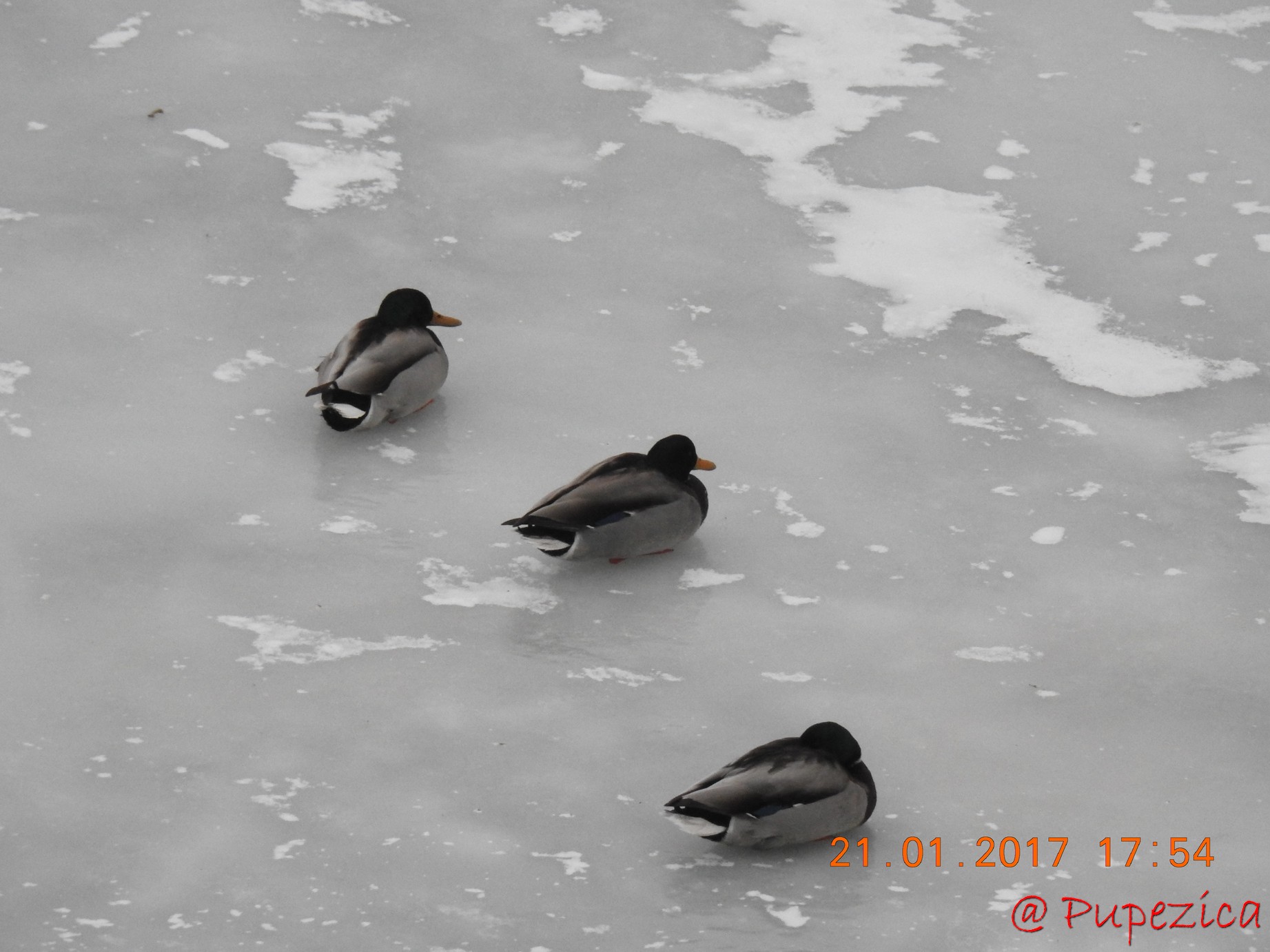 Dunarea prinsa in gheata la Tulcea. Ianuarie 2017. Card de Rate Mari