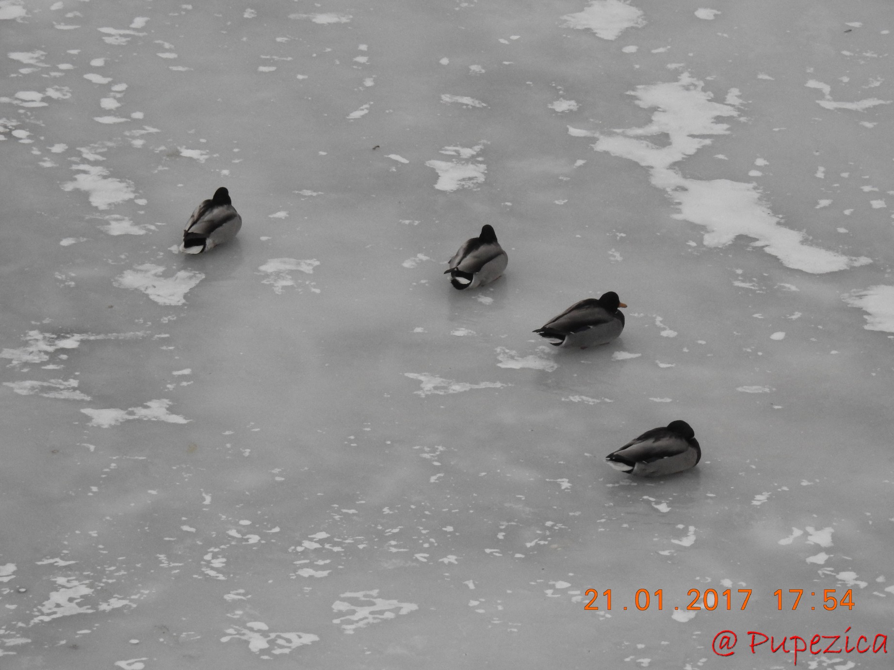 Dunarea prinsa in gheata la Tulcea. Ianuarie 2017. Card de Rate Mari