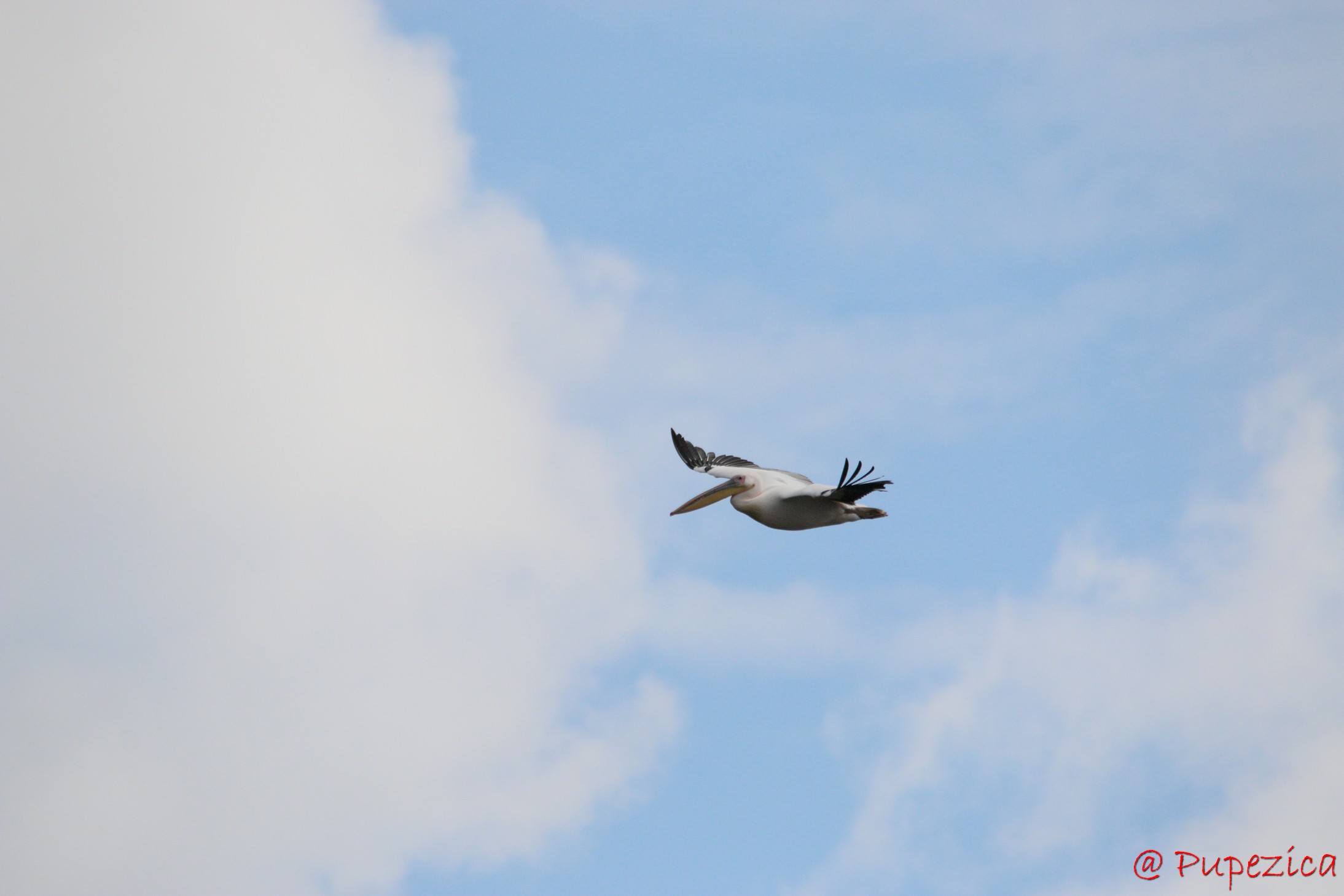 Pelican in zbor