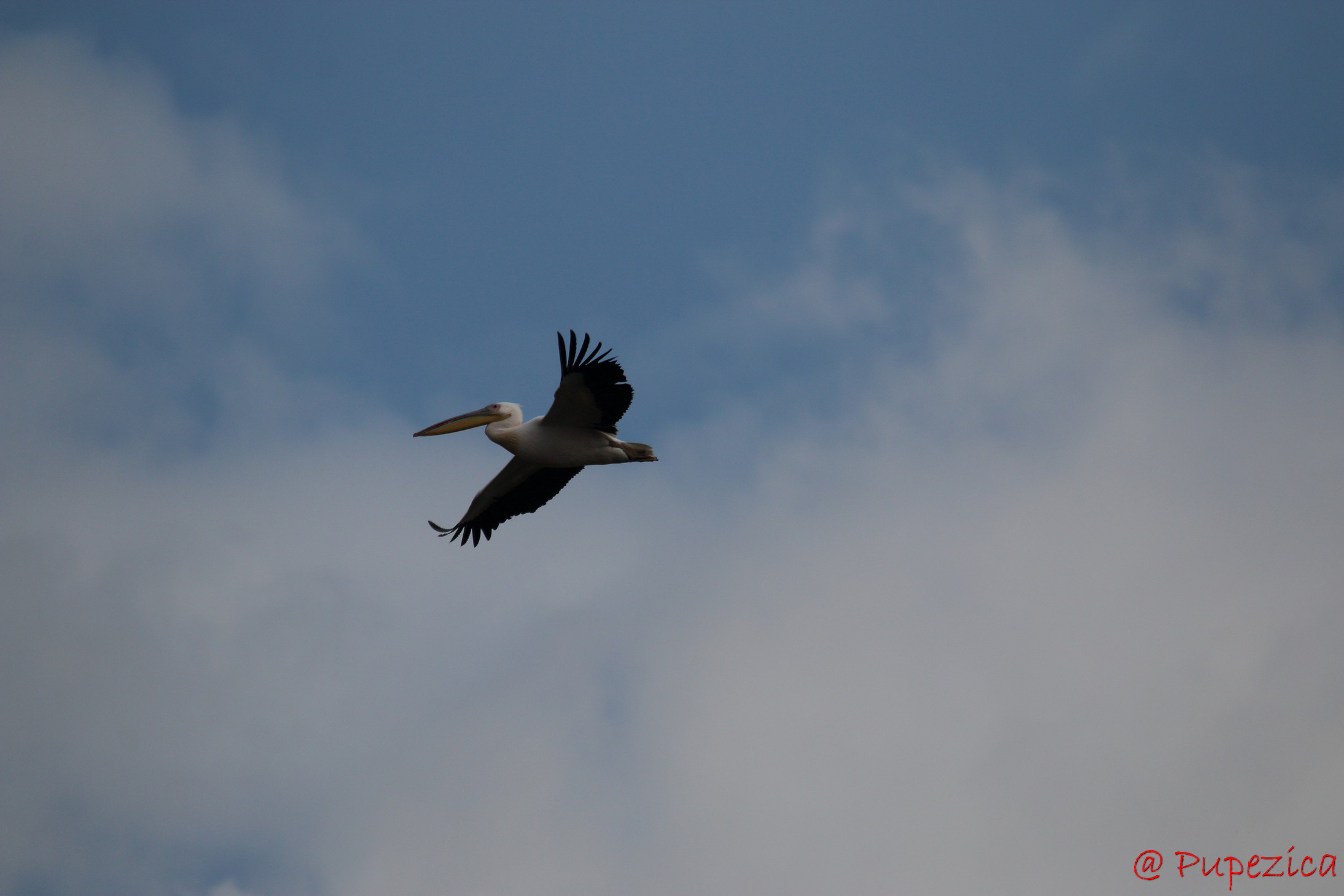 Pelican in zbor