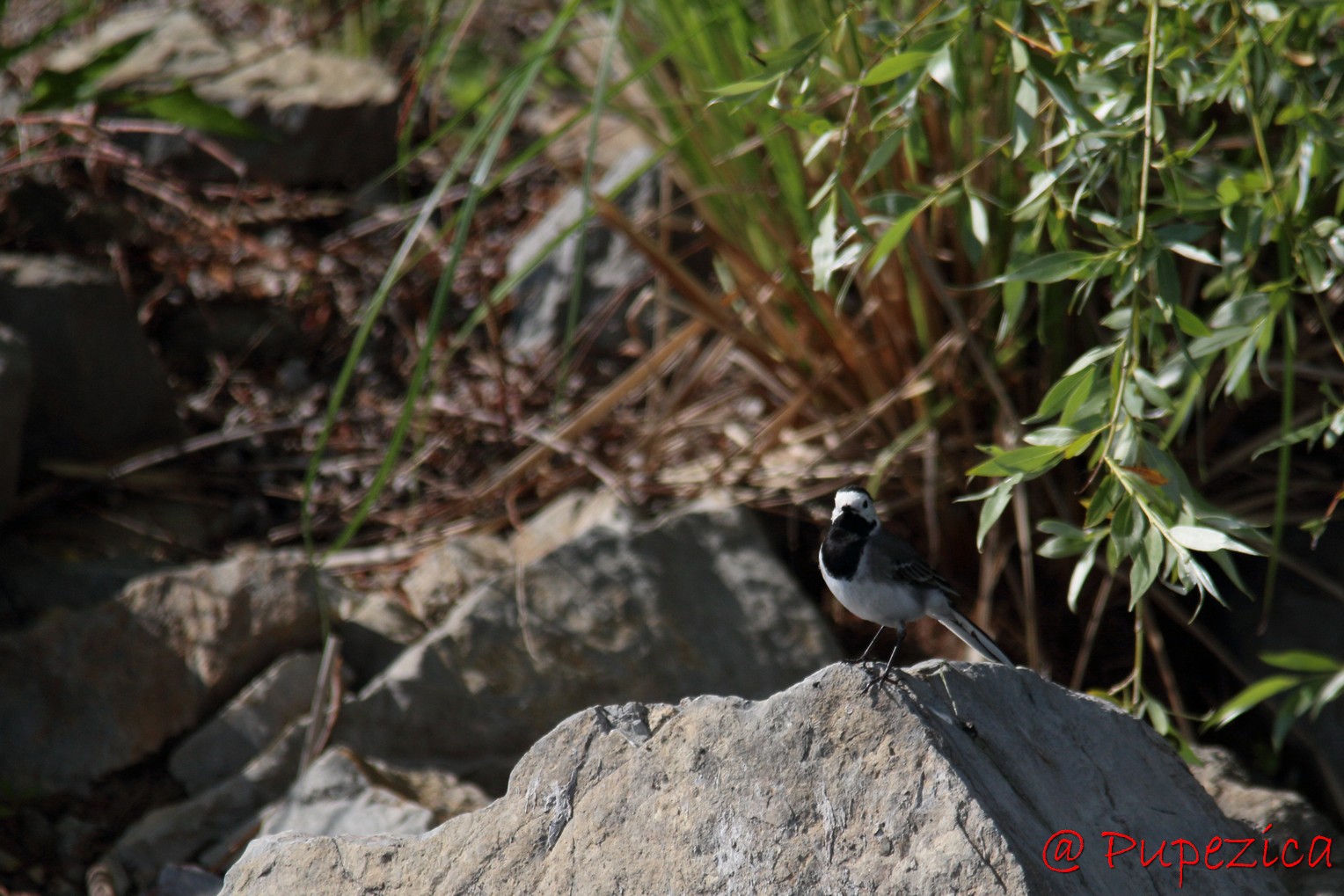 Codobatura alba - Motacilla Alba - White wagtail