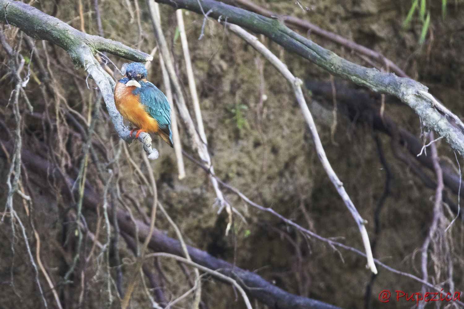 Kingfisher. Pescarel albastru