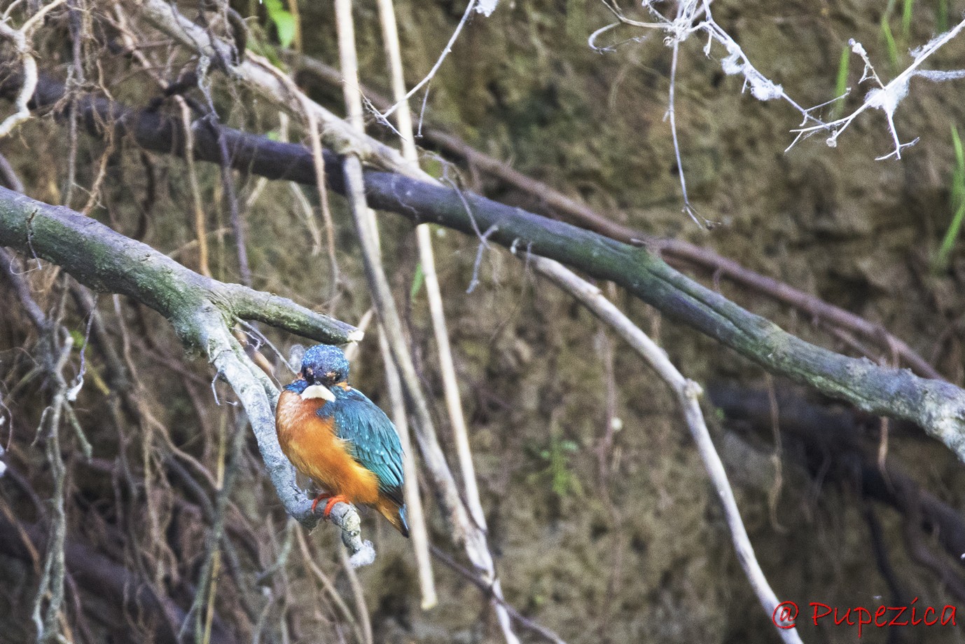 Kingfisher. Pescarel albastru