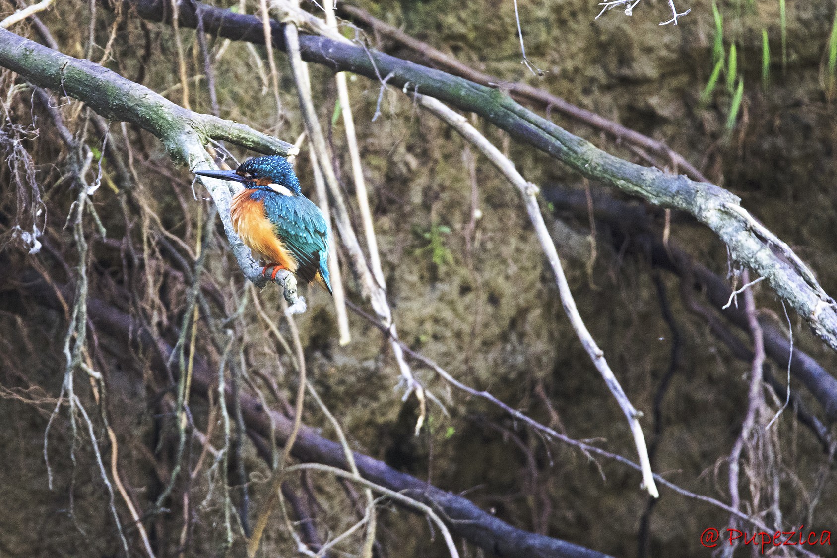 Kingfisher. Pescarel albastru