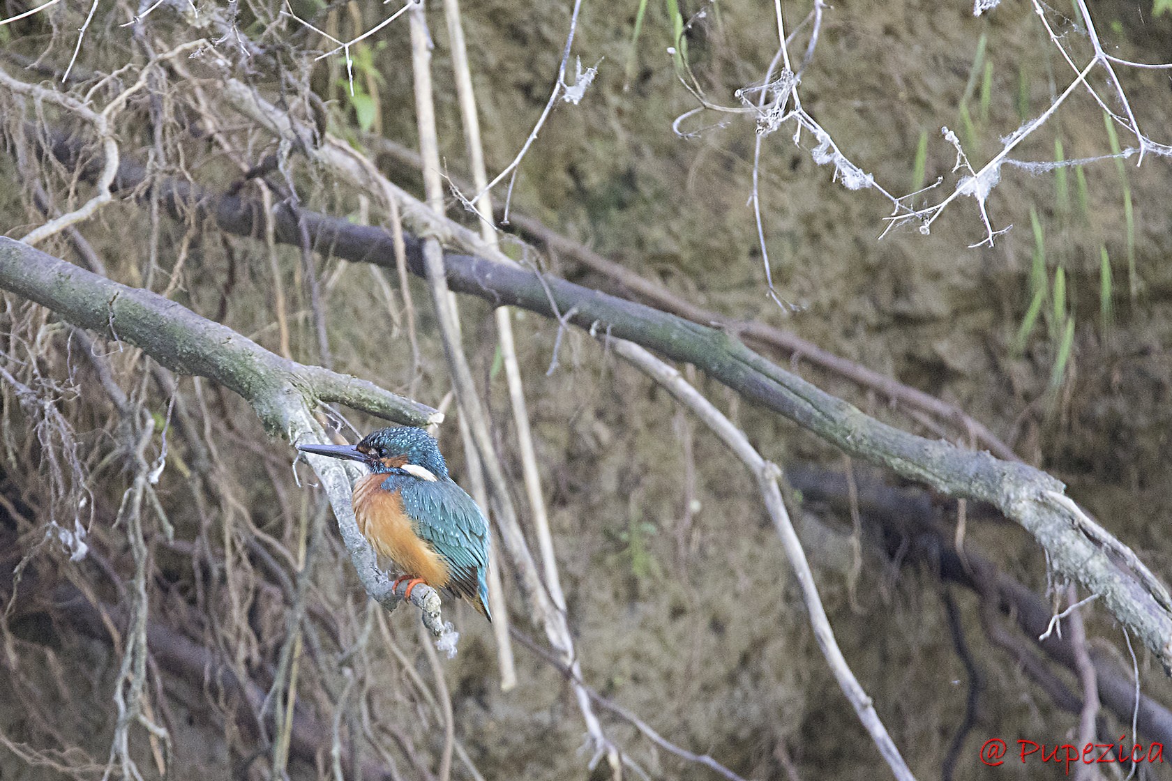 Kingfisher. Pescarel albastru