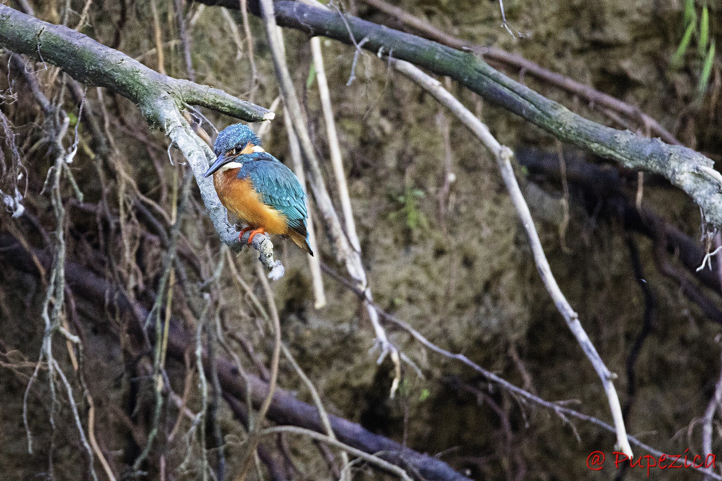 Kingfisher. Pescarel albastru