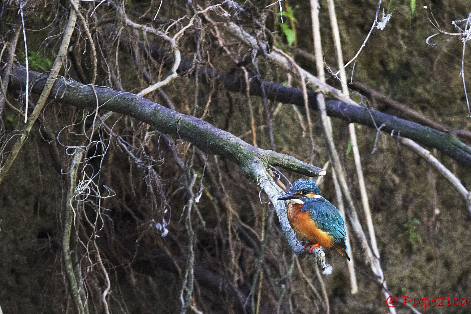 Kingfisher. Pescarel albastru