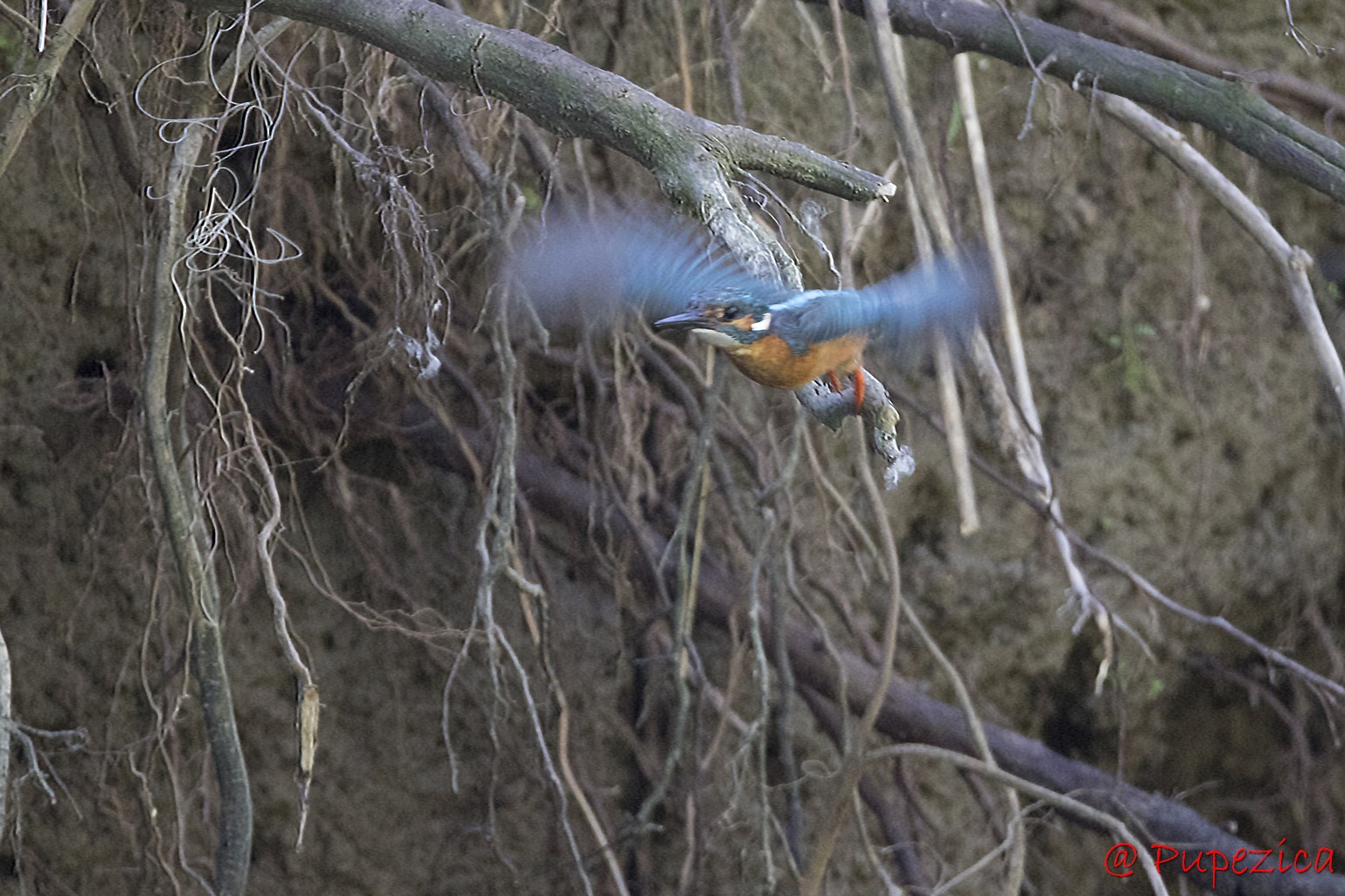 Kingfisher. Pescarel albastru