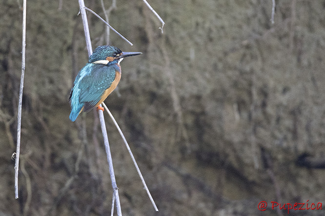Kingfisher. Pescarel albastru
