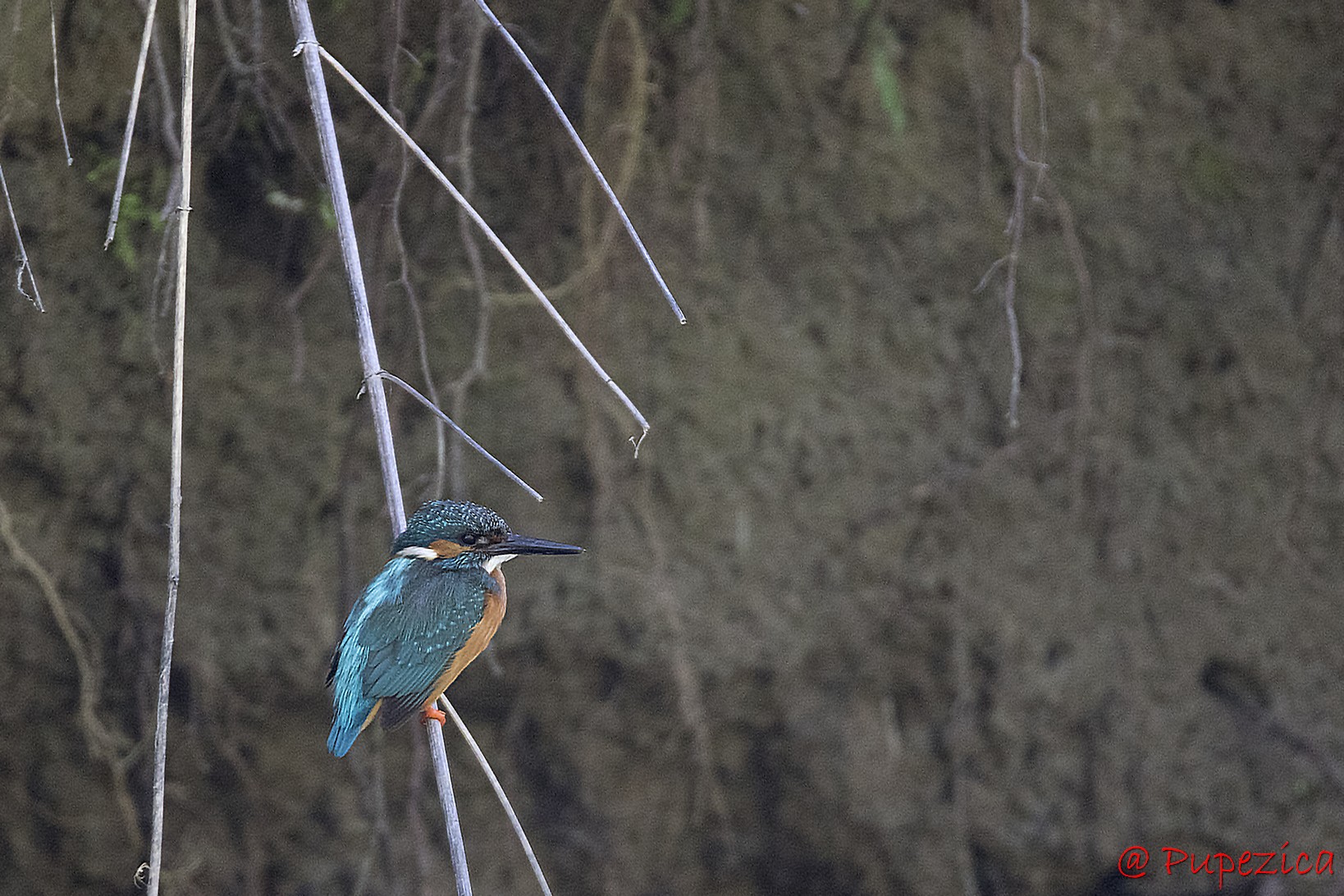 Kingfisher. Pescarel albastru