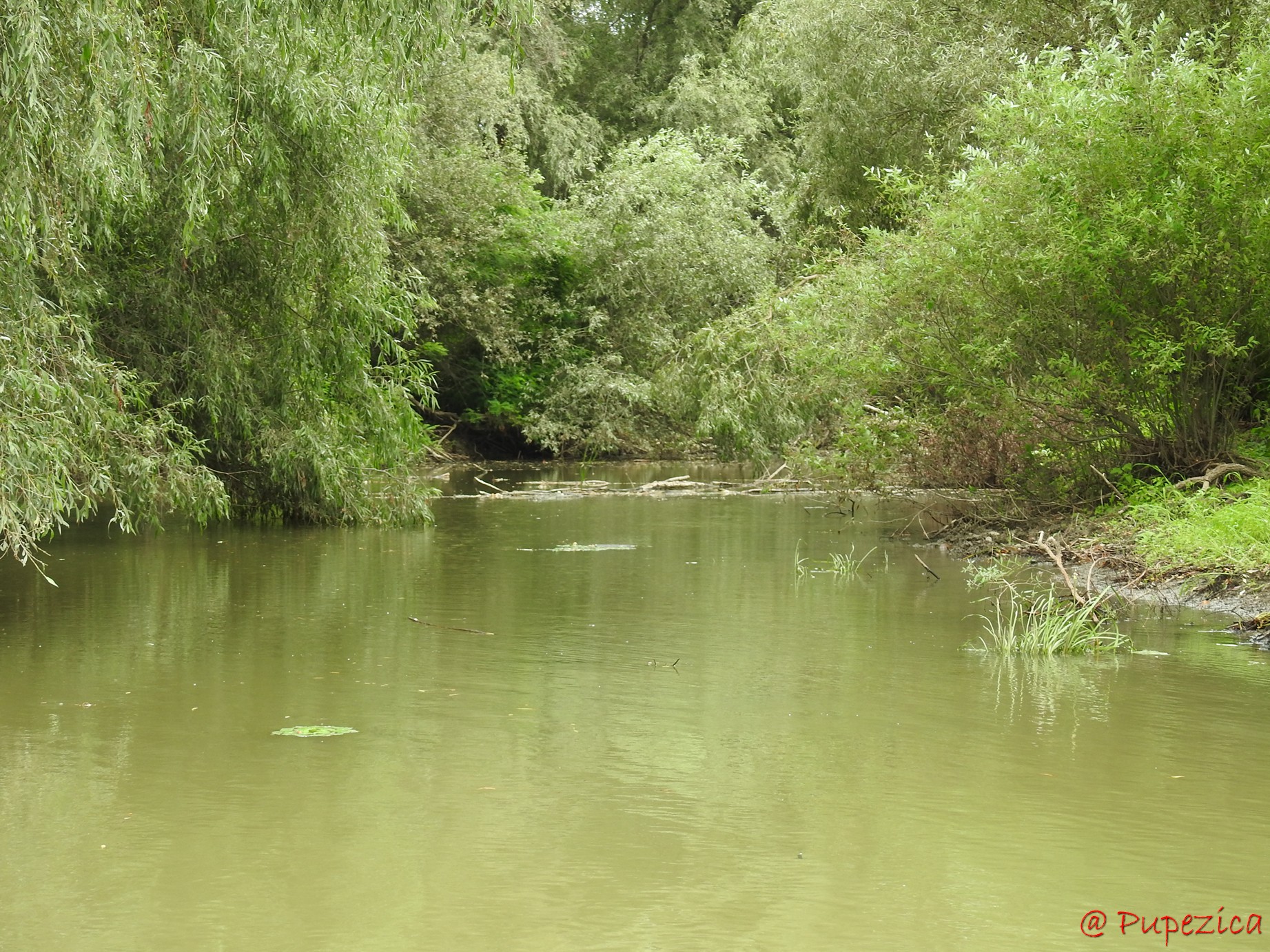 Canalul Gorgova parcurs de la nord la sud. Intrarea Vestica pe Lacul Gorgovat blocata
