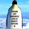 PINGU